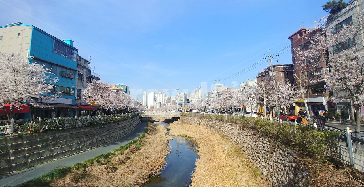 봄,벚꽃,하천,상가,spring,성북구,삼선동