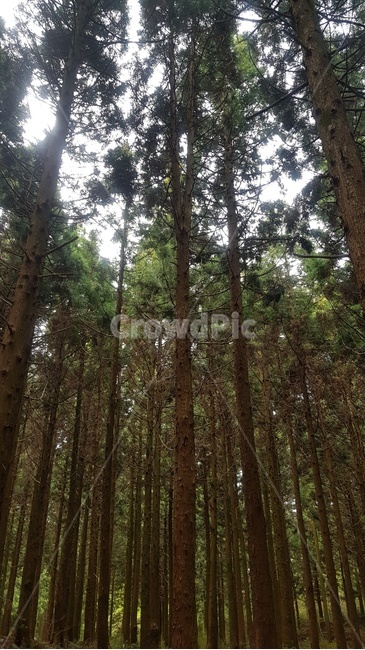 자연풍경,풍경,자연,산책로,산책길,숲길,숲산책로,제주도산책로,제주도풍경,제주도,제주도자연풍경,숲