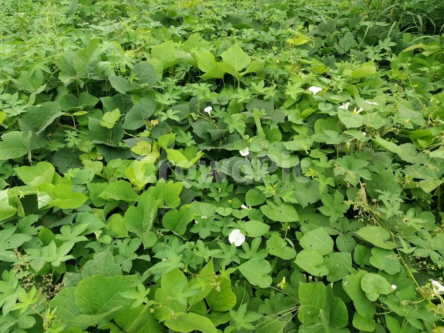 plant,식물,잡초,산,파란색,칡,잎사귀,식물,자연,plants,nature