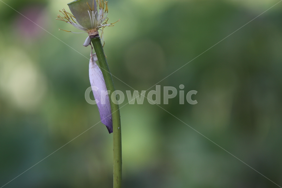 하동,진교,백련지,연꽃,꽃잎,꽃,자연,식물,자연,plants,nature,꽃,flower