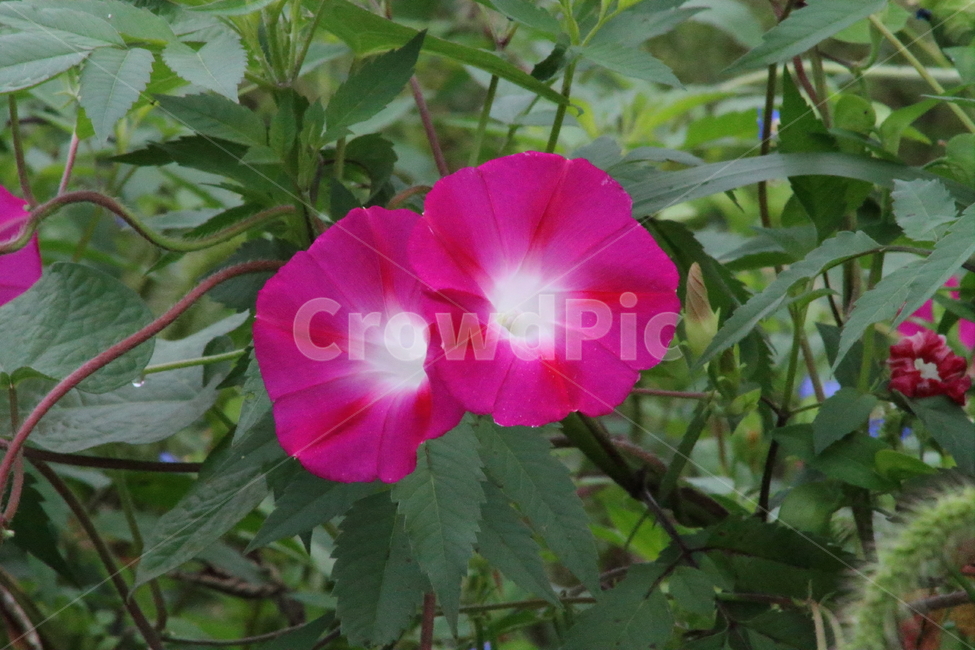 꽃,식물,야생화,lobedleafpharbitis,morningglory,식물,자연,plants,nature,꽃,flower