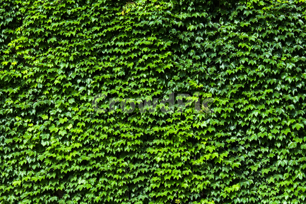 plant,leaf,나뭇잎,식물,green