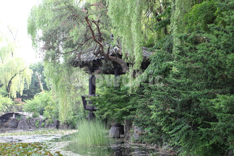 정자,나무,연못,능수버들,한국의정원,자연,풍경,nature,landscape,한국자연풍경,한국자연경관,korea nature landscape,한국전통,한국문화,korean traditional,korean culture,outdoors,옥외,plant,식물,tree