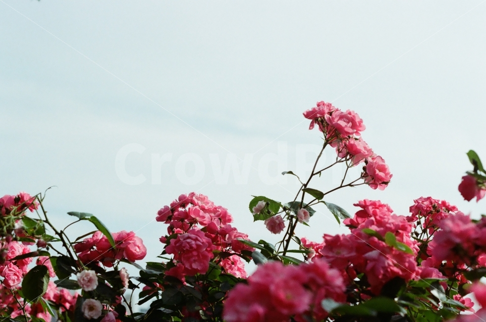 장미,5월,눈부심,감성,따뜻함,식물,자연,plants,nature,꽃,flower,감성,sensible,feeling