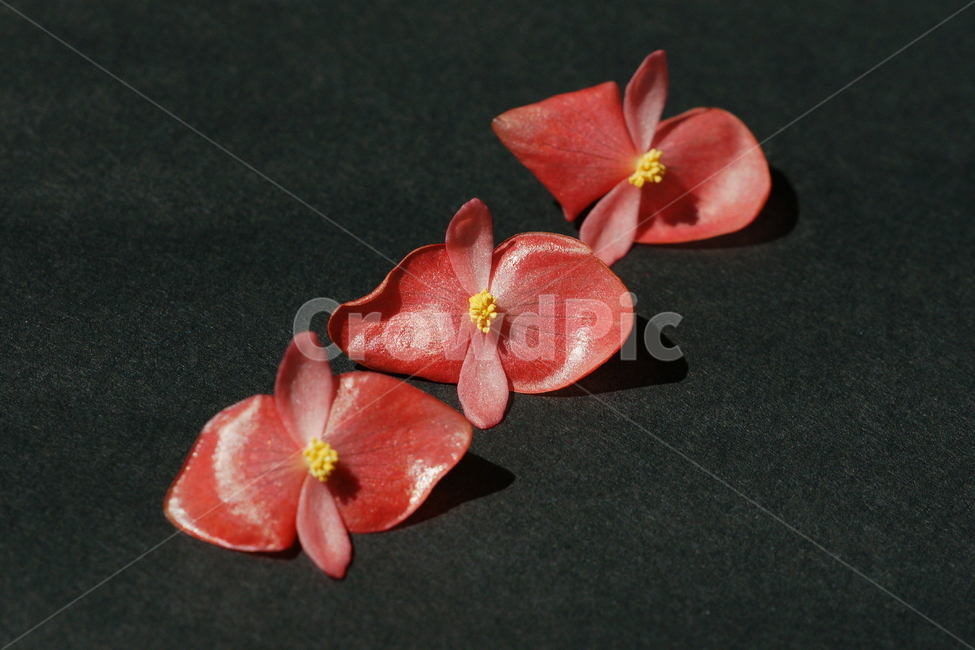 꽃,꽃잎,분홍색,꽃술,분홍꽃잎,식물,자연,plants,nature,꽃,flower
