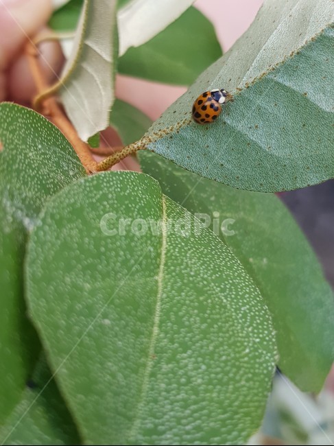 ladybug,무당벌레,leaf,잎,plant,식물,곤충,벌레,insect,bug