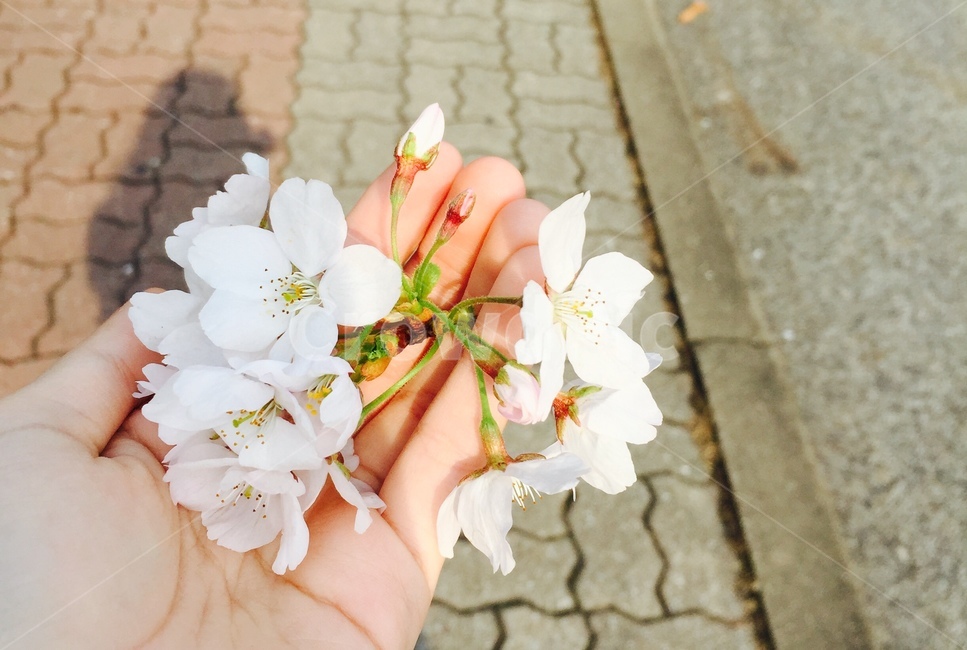 손,벚꽃,꽃,그림자,도로,보도블럭