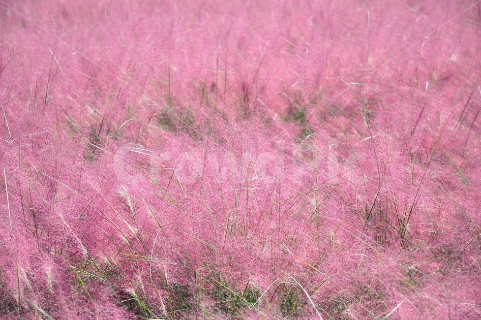 양주,나리공원,핑크뮬리,분홍색,갈대,가을,자연,갈대밭,park,pink,color,reed,silvergrass,autumn,garden,식물,자연,plants,nature,꽃,flower