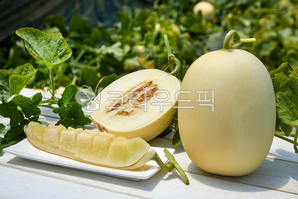 Cheonan Susin Melon,susinmelon,fruit,crops,agriculture,harvesting,white,Agriculture,melon,harvest,Fruit,cheonansusinmelon,food ingredients,leaf,food,cultivation,housemelon,White,culture,plant,house melon,stem