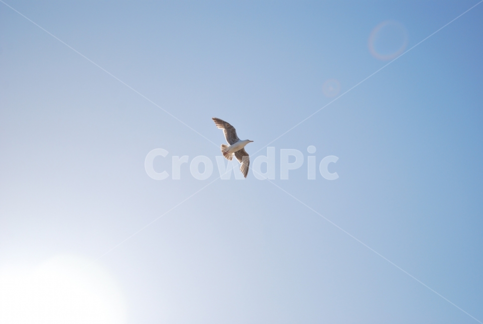 갈매기,하늘,새,조류,하늘색,자연,동물,동물,animal,조류,새,birds