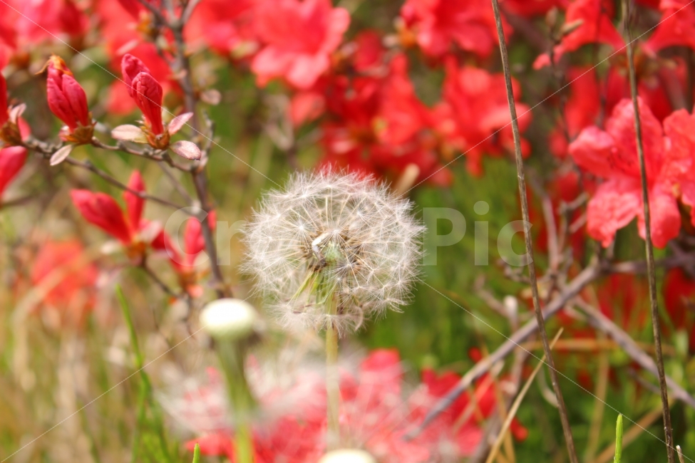 꽃,봄,민들레,따뜻한,빨간색,예쁜,예쁜사진,식물,자연,plants,nature,꽃,flower