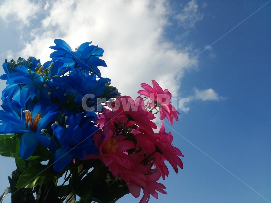 꽃,하늘,조화,sky,flower,구름,파랑색,분홍색,Blue,Pink,꽃,flower