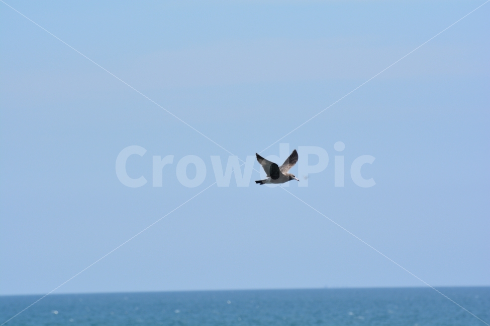 갈매기,바다,파란하늘,수평선,부산갈매기,동물,animal,조류,새,birds