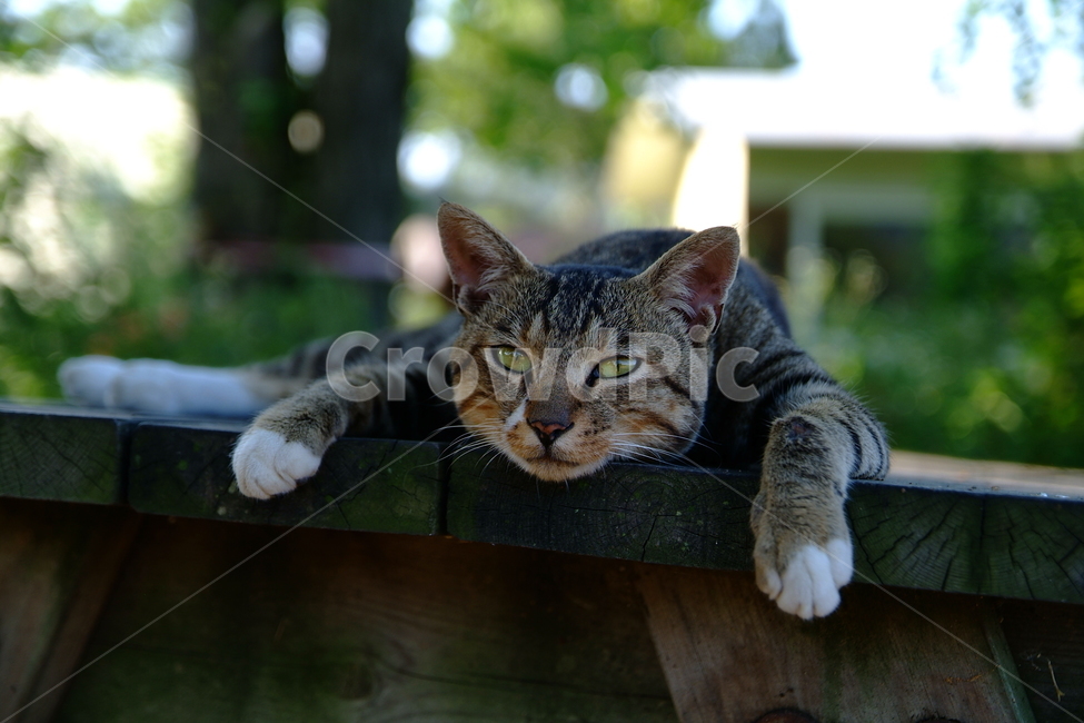 동물,고양이,냥이,캣,cat,animal,lazycat,길냥이,동물,animal,고양이,cat,kitten,kitty