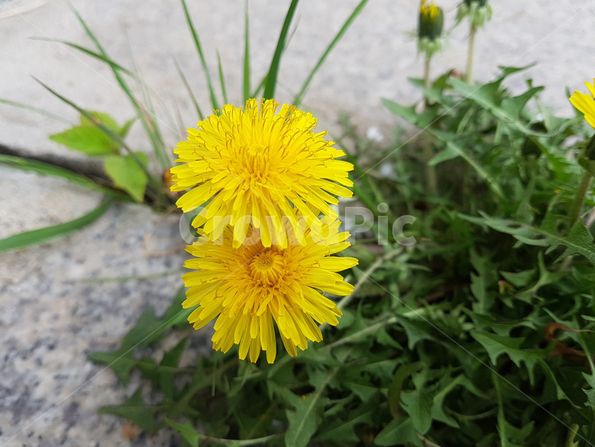 민들레,노란색,들꽃,마당,봄,야생화,식물,자연,plants,nature,꽃,flower