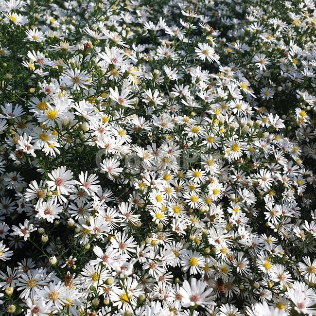 plant,식물,daisy,daisies,데이지,blossom,꽃,식물,자연,plants,nature,꽃,flower