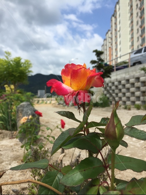 꽃,장미,자연,여름,봄,하늘,길