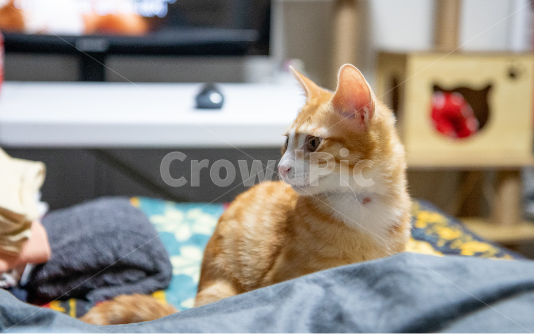 고양이,치즈고양이,치즈태비,아가고양이,집고양이