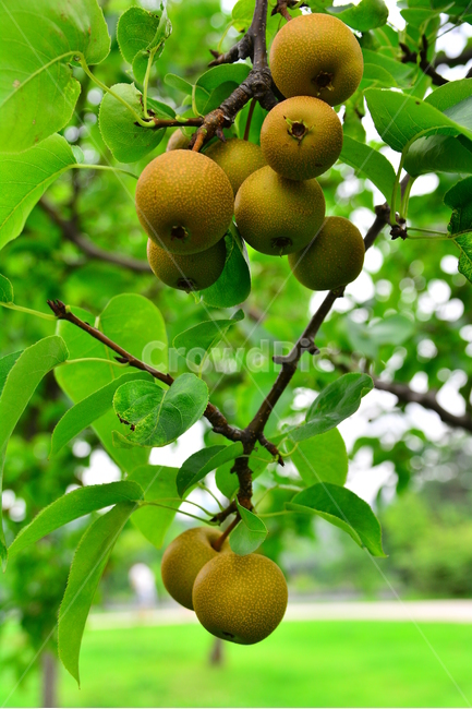배,돌배,건강식품,귀한,토종,과일,나무열매,fruit,food,녹색,잘익은,그린,초록,pair,석세포,시원한맛,배즙,주스,수분,과수원,농원,토종배,식물,자연,plants,nature,음식,식재료,요리,food,cook,meal,dishes,food reserves,과일,열매,fruit