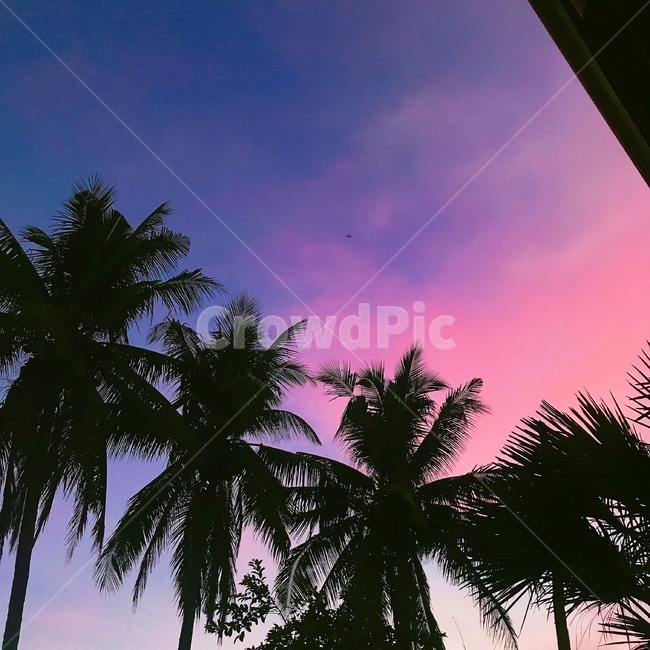 하늘,코코넛나무,감성,보라색,배경화면,자연,풍경,nature,landscape,summer,여름