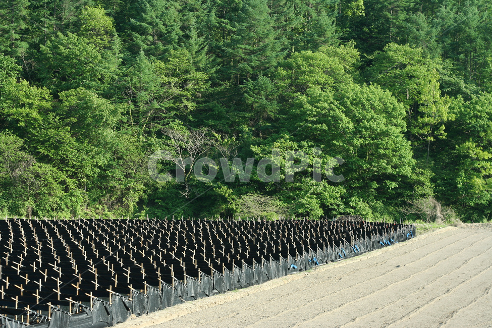인삼밭,인삼재배,인삼농사,약초,약용식물,산업,industry,industrial,농업,농사,agriculture,farming,farming industry