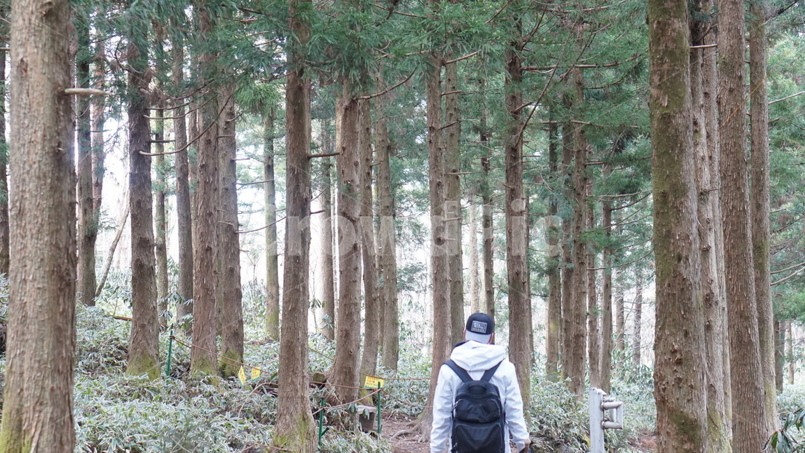 한라산,감성,apparel,의복,clothing,의류,coat,코트,jacket,재킷,plant,식물,tree,나무,길,산책,사람,인물,인간,human,person,여행,휴가,traveling,vacation,trip