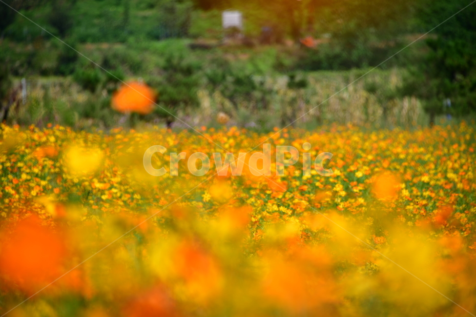 노랑,노란소스모스,가을,자연,코스모스,금계국,flower,plant,꽃,식물,자연,plants,nature,꽃,flower
