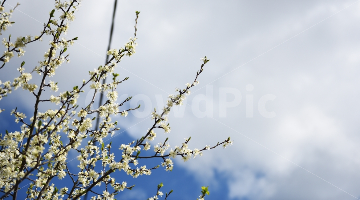 풍경,자연,꽃,봄,계절,봄,계절,spring,season,식물,자연,plants,nature,꽃,flower,plant