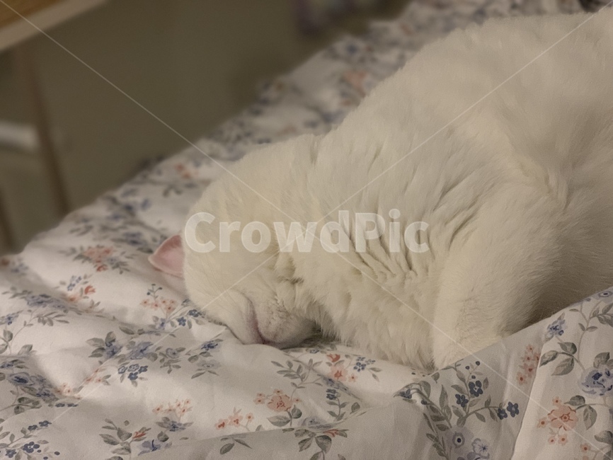 cat,고양이,앙고라,angora,animal,동물,mammal,pet,애완동물