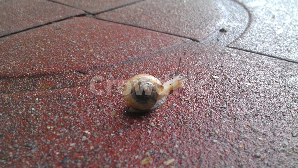 달팽이,slow,snail,slowly,road,동물,animal