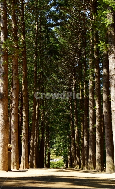 나무,식물,나무줄기,산책,숲,tree,plant,treetrunk,자연,풍경,nature,landscape