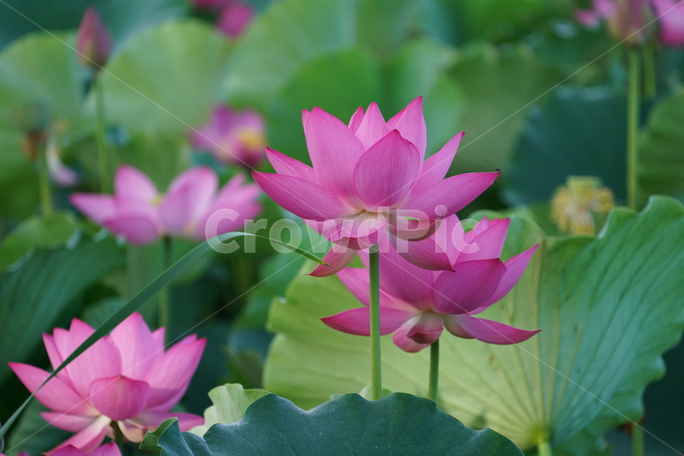 연꽃,lotus,수생식물,식물,연못,수련