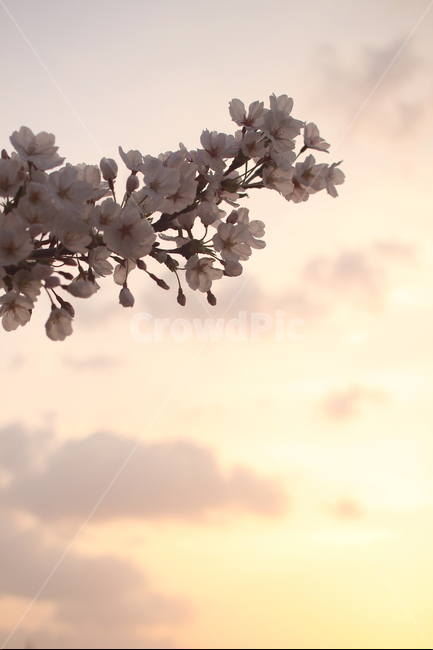 꽃,벚꽃,꽃사진,접사,하늘,봄,계절,spring,season,식물,자연,plants,nature,꽃,flower,plant