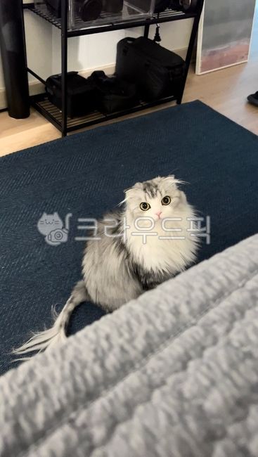 하이랜드폴더,페르시안,냥이,이쁜고양이,예쁜고양이,귀여운고양이,미묘,cat,고양이,동물,애완동물,animal