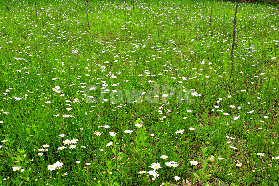 마가렛트,꽃,국화과,하얀꽃,꽃밭,심다,초원,전원,힐링,plant,flower,green,녹색,그린,초록색,싱그러운,white,시즌,계절,season,야생화,식물,자연,plants,nature,꽃,flower