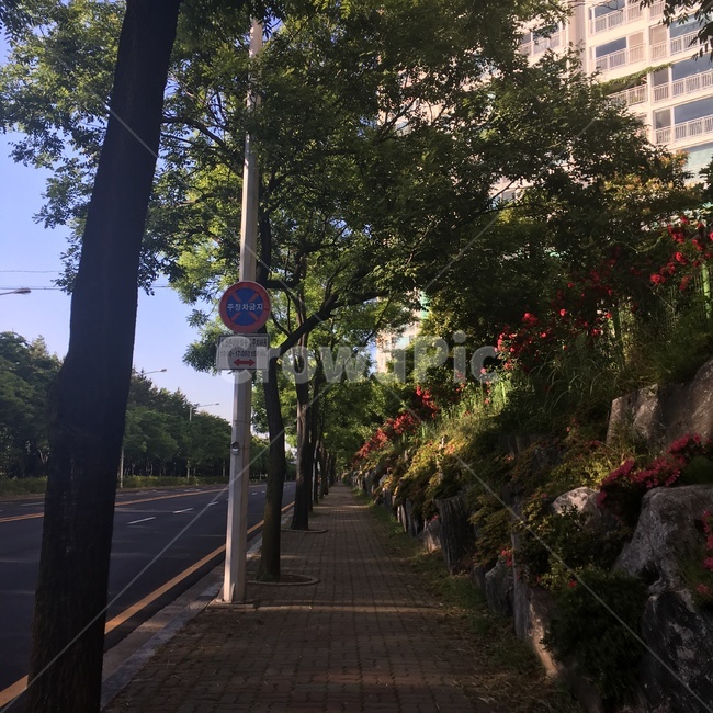 산책로,도보,자연,산책,꽃,오전,풍경,도심,하늘
