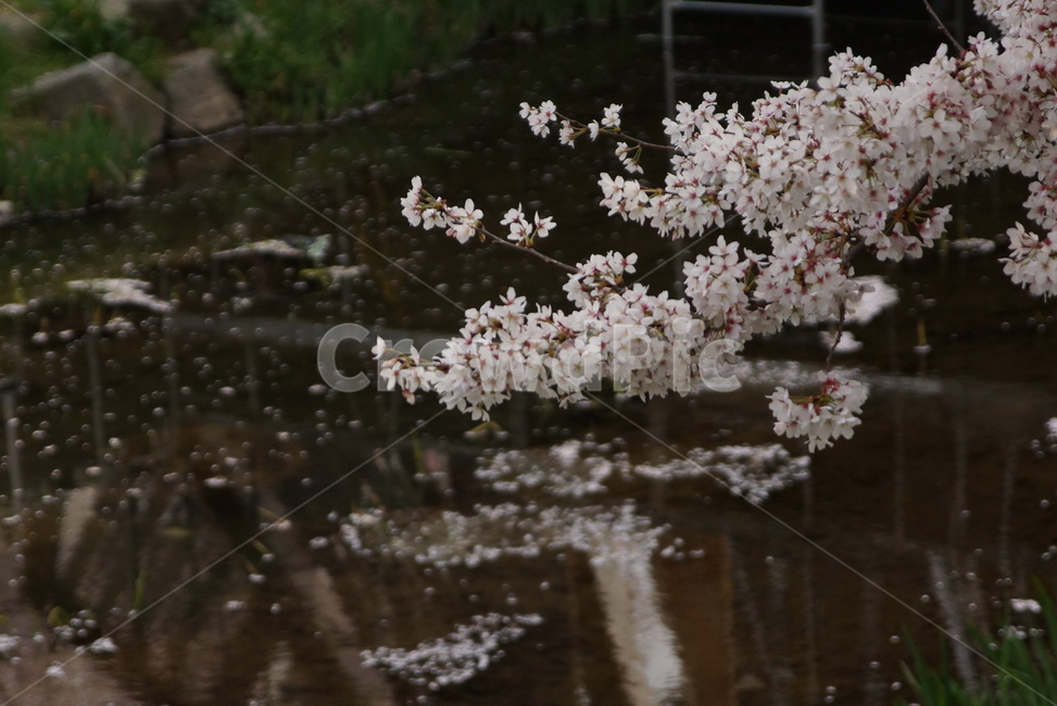 벚꽃,꽃나무,cherryblossoms,봄꽃,봄,물그림자,강변,봄,계절,spring,season,식물,자연,plants,nature,꽃,flower,plant,blossom
