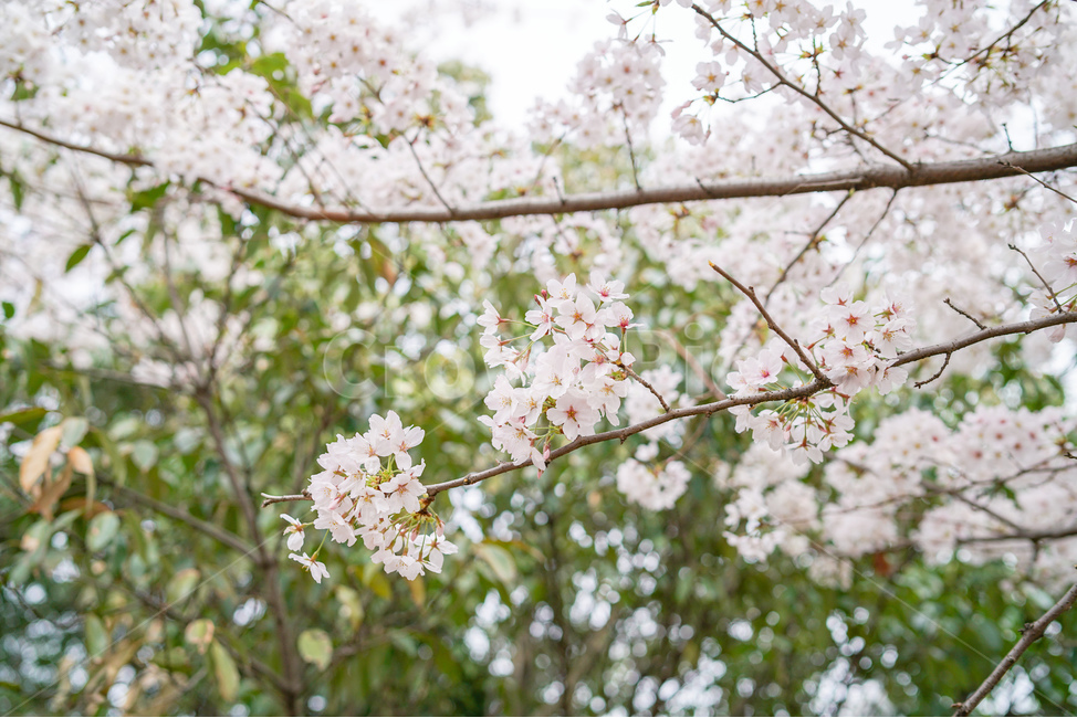 봄,벚꽃,벚꽃나무,꽃,체리블라썸,cherryblossom,봄,계절,spring,season,식물,자연,plants,nature,꽃,flower,plant,blossom