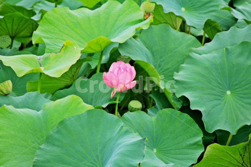 연꽃,연,감성사진,자연풍경,힐링사진,힐링,자연,풍경,연잎,식물,자연,plants,nature,꽃,flower