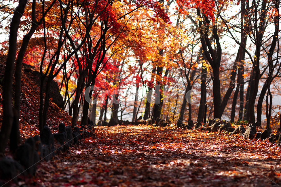 단풍,가을,낙옆,울긋불긋,가로수,아침,산책,가을,계절,fall,autumn,season,자연,풍경,nature,landscape,tree,나무,plant,식물,leaf,잎,tree trunk,나무 줄기,ground,바닥