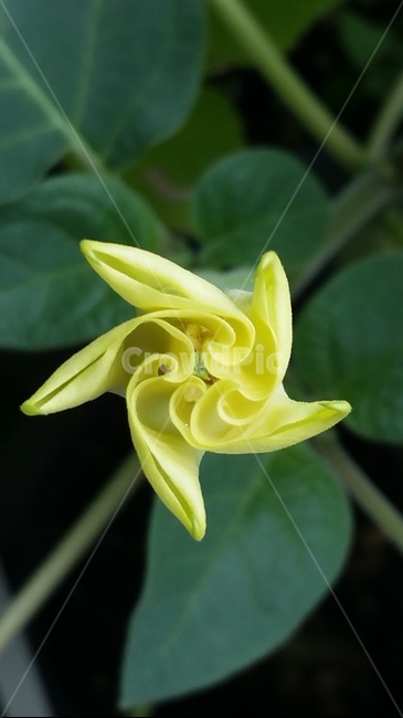 꽃,자연,계절,플라워,아름다움,색감,개화,flower,식물,자연,plants,nature,꽃,flower