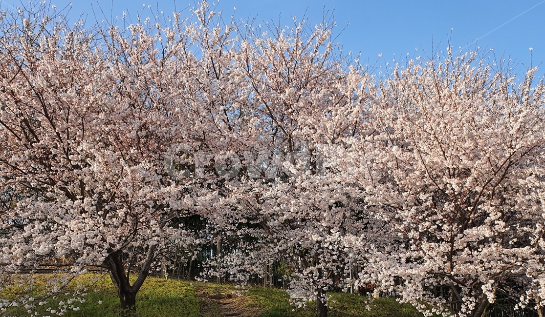 벚꽃,벚꽃나무,식물,꽃,plant