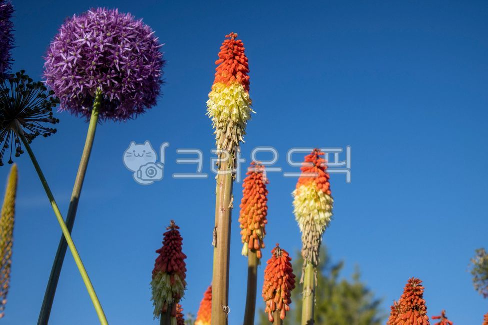 트리토마,포카플랜트,kniphfiauvaria,식물,알리움,꽃,flower,자연