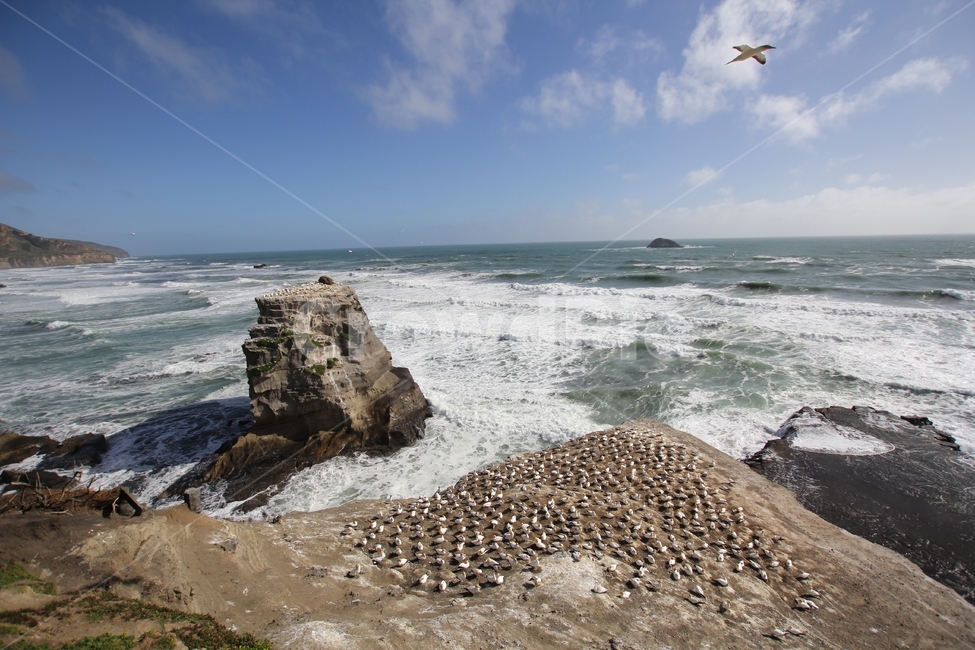 바다,해변,절벽,무라와이,뉴질랜드,자연,풍경,nature,landscape