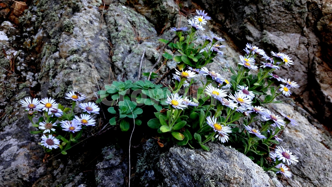 plant,식물,해국,바다국화,가을,바위,돌,식물,자연,plants,nature,꽃,flower