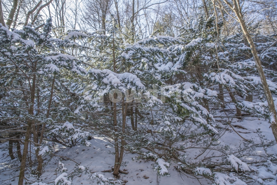 풍경,겨울,나무,눈,산,겨울,계절,winter,season,자연,풍경,nature,landscape,식물,plants,나무,trees,wood,outdoors,옥외