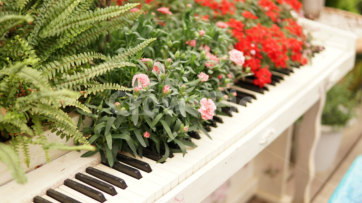 피아노,정원,카네이션,꽃,건반,감성,garden,식물,자연,plants,nature,꽃,flower,악기,음향기기,musical instrument,musical equipment