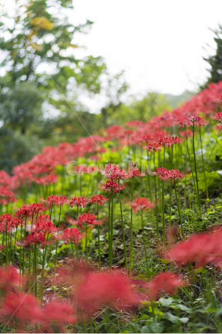 산야초,꽃무릇,꽃,빨강,매크로,식물,자연,plants,nature,꽃,flower