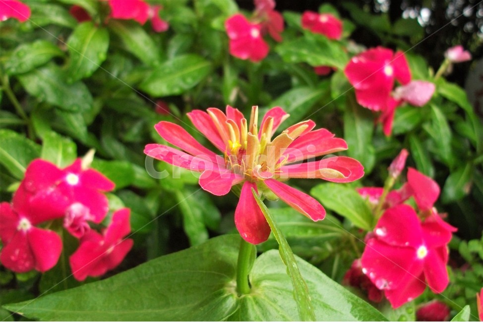 꽃,아름다움,비,물방울,자연,싱그러움,flower,rain,fresh,beautiful,plant,식물,자연,plants,nature,꽃,flower
