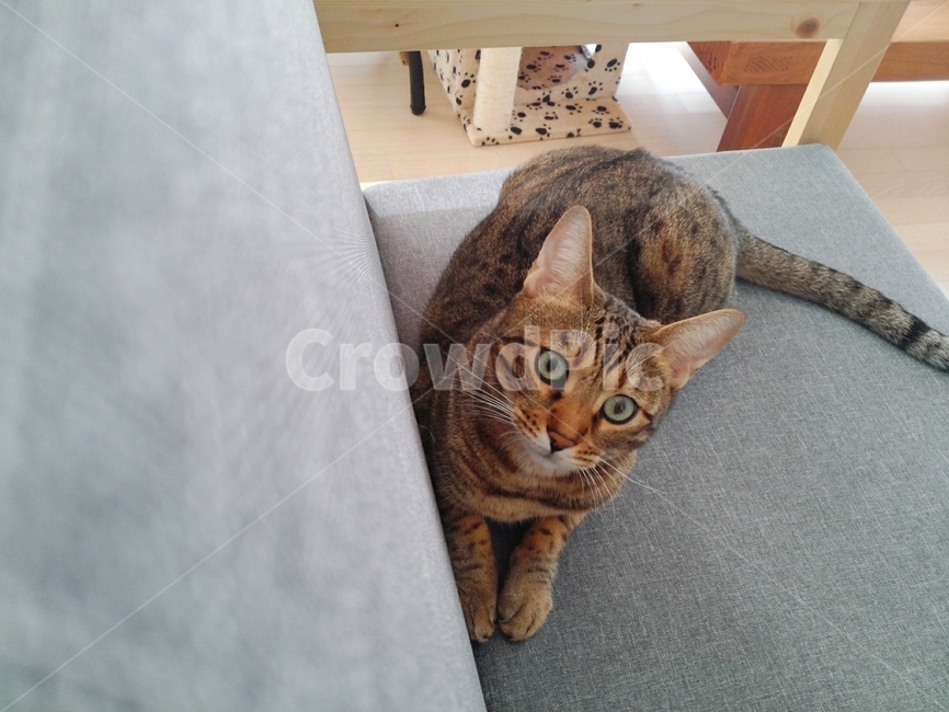 뱅갈고양이,집고양이,호기심,고양이,반려동물